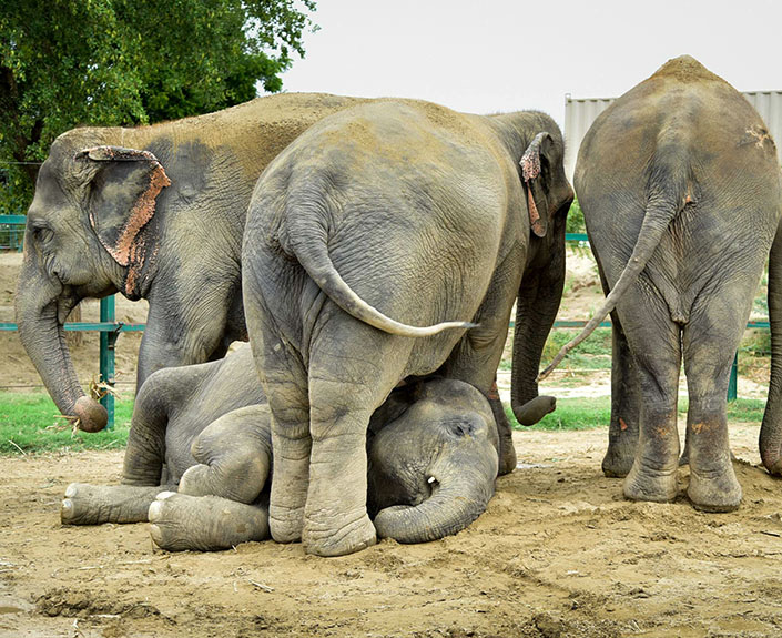 Elephant Conservation & Care