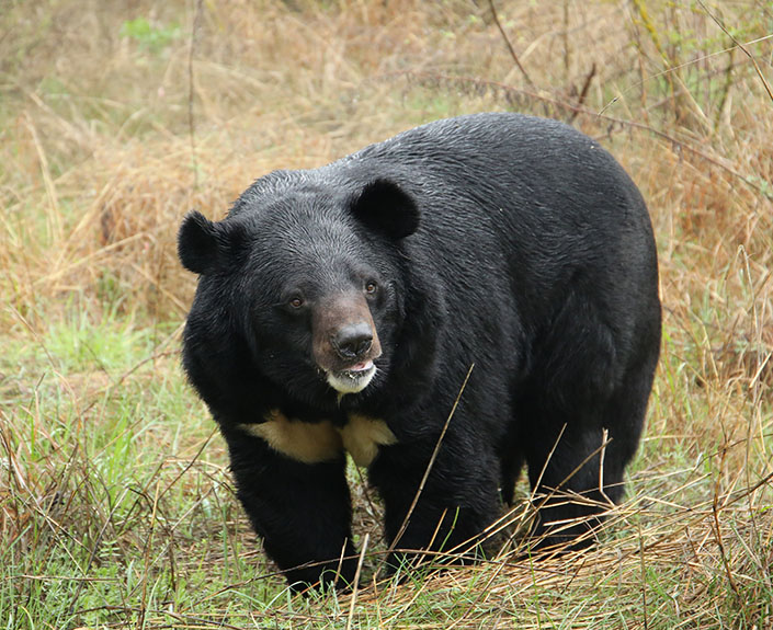 Human-Bear Conflict Mitigation