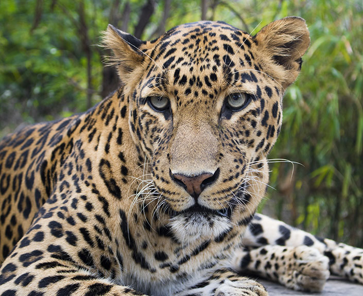 Leopard Conservation